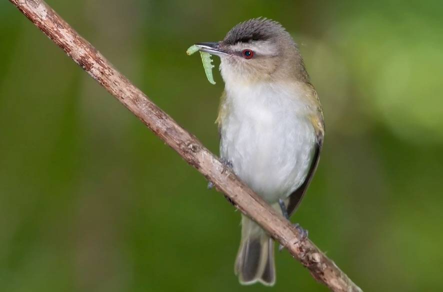 Red-eyed Vireo by Kelly Colgan Azar is licensed under CC BY-ND 2.0.